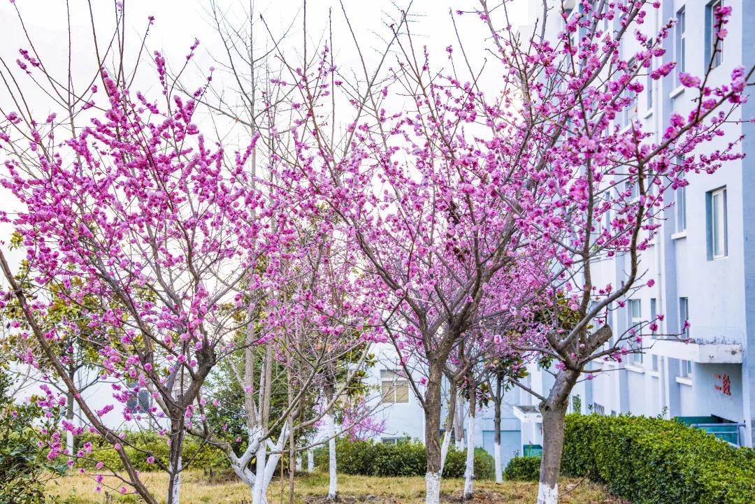 茂縣中學(xué)校園風(fēng)采