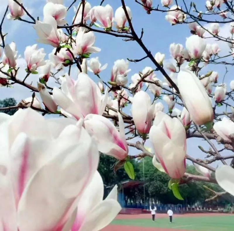 成都市鹽道街中學外語學校校園風采